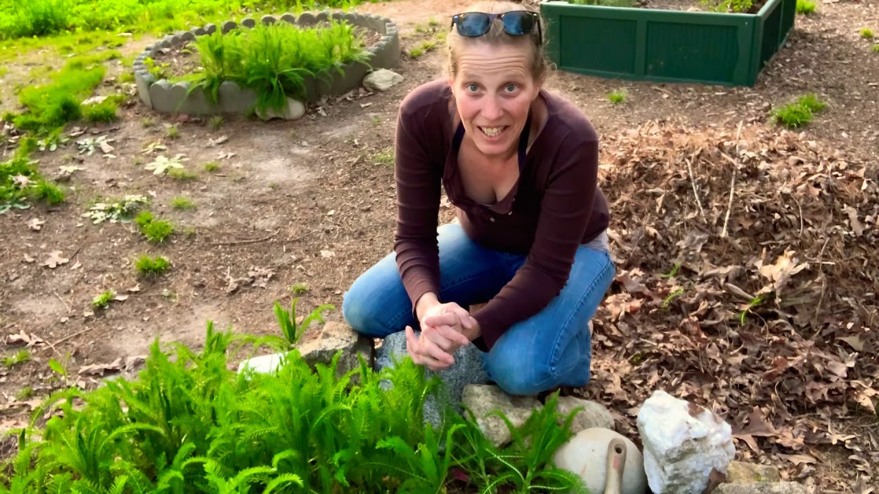 Dividing & Transplanting Yarrow