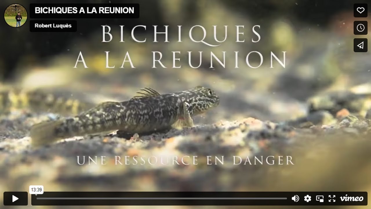 Bichiques à La Réunion, une ressource en danger