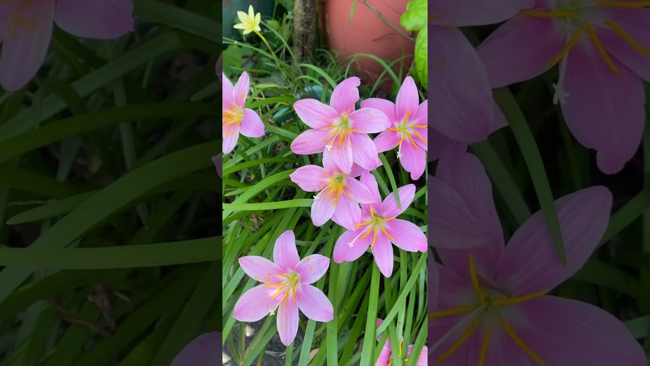 #花草