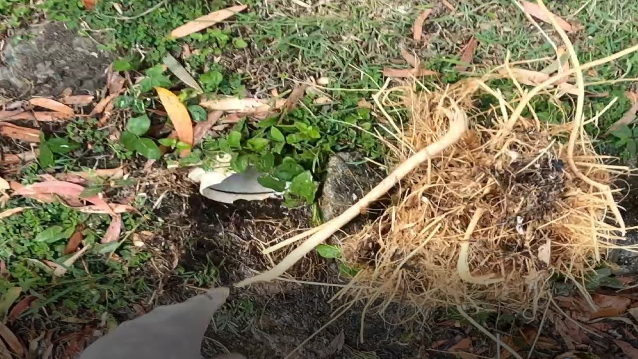 Blocked Drain 204 - TREE ROOT DESTROYER STRIKES AGAIN