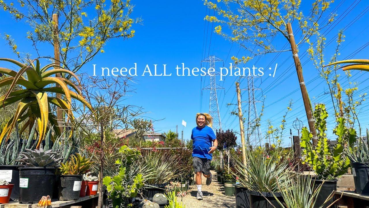 HUGE GORGEOUS Specimen Plants at This Nursery | Cacti, Houseplants and Succulents