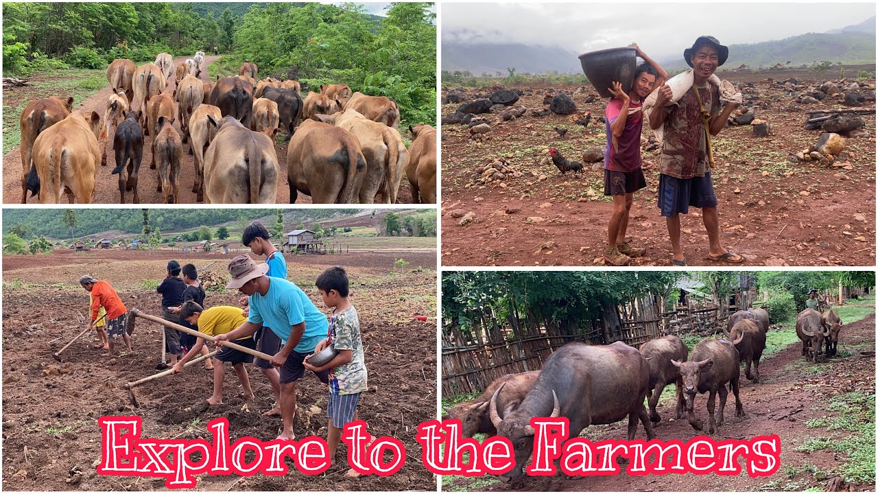 Exploring to the Farm in Karenni State 2025 ပွန်ချောင်း