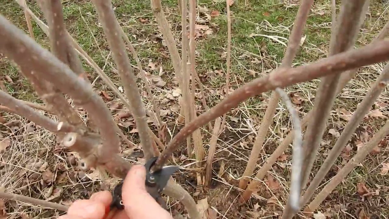 Pruning Elderberries #organicfarming #organicfood #elderberry