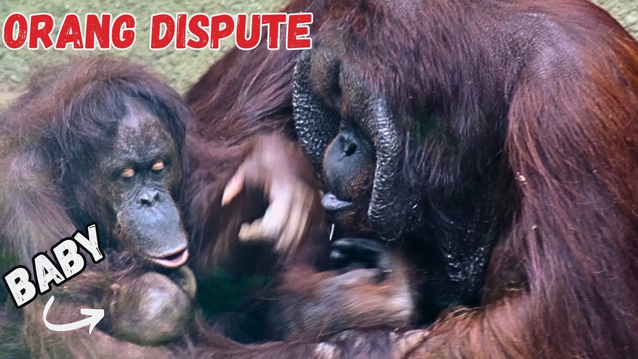 Big Male Orangutan Attacks Female Holding Her Baby !!!