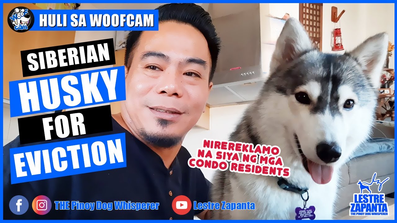 WOOFCAM l Siberian Husky for Eviction