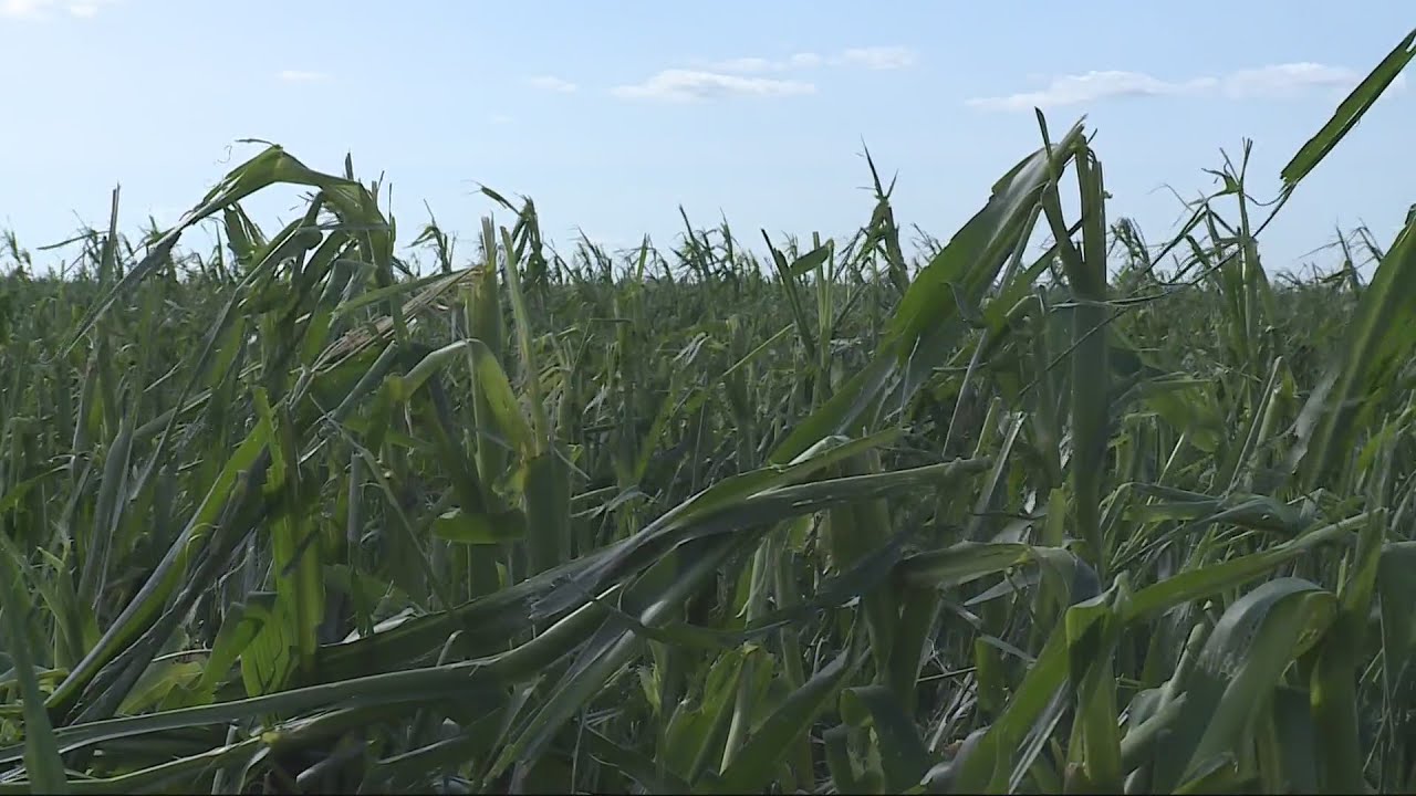 Hailstorm causes damage to crops during crucial period of growing season