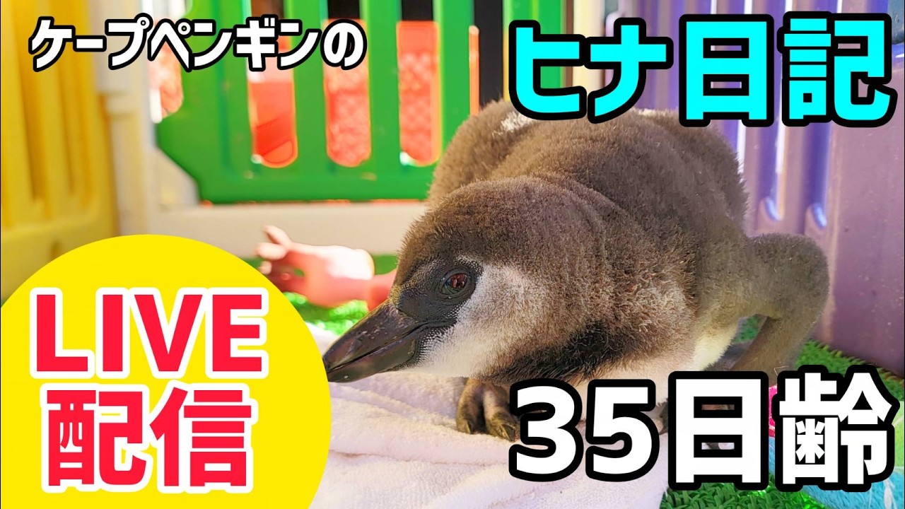 【LIVE配信】ケープペンギンのヒナ日記「35日齢」【劇団ペンターズ】#live #penguin #誕生