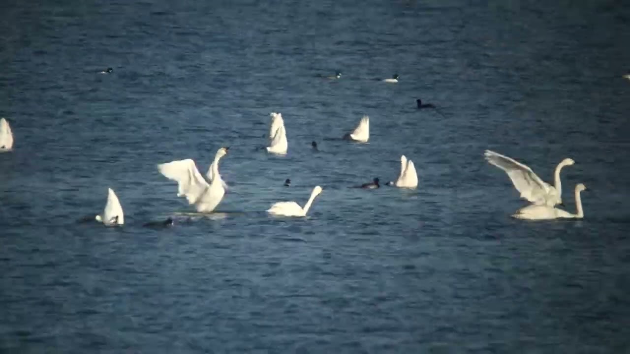 Bewick's Swan   Kleine zwaan   Naarder Eng   The Netherlands   Luuk Punt 260117 1