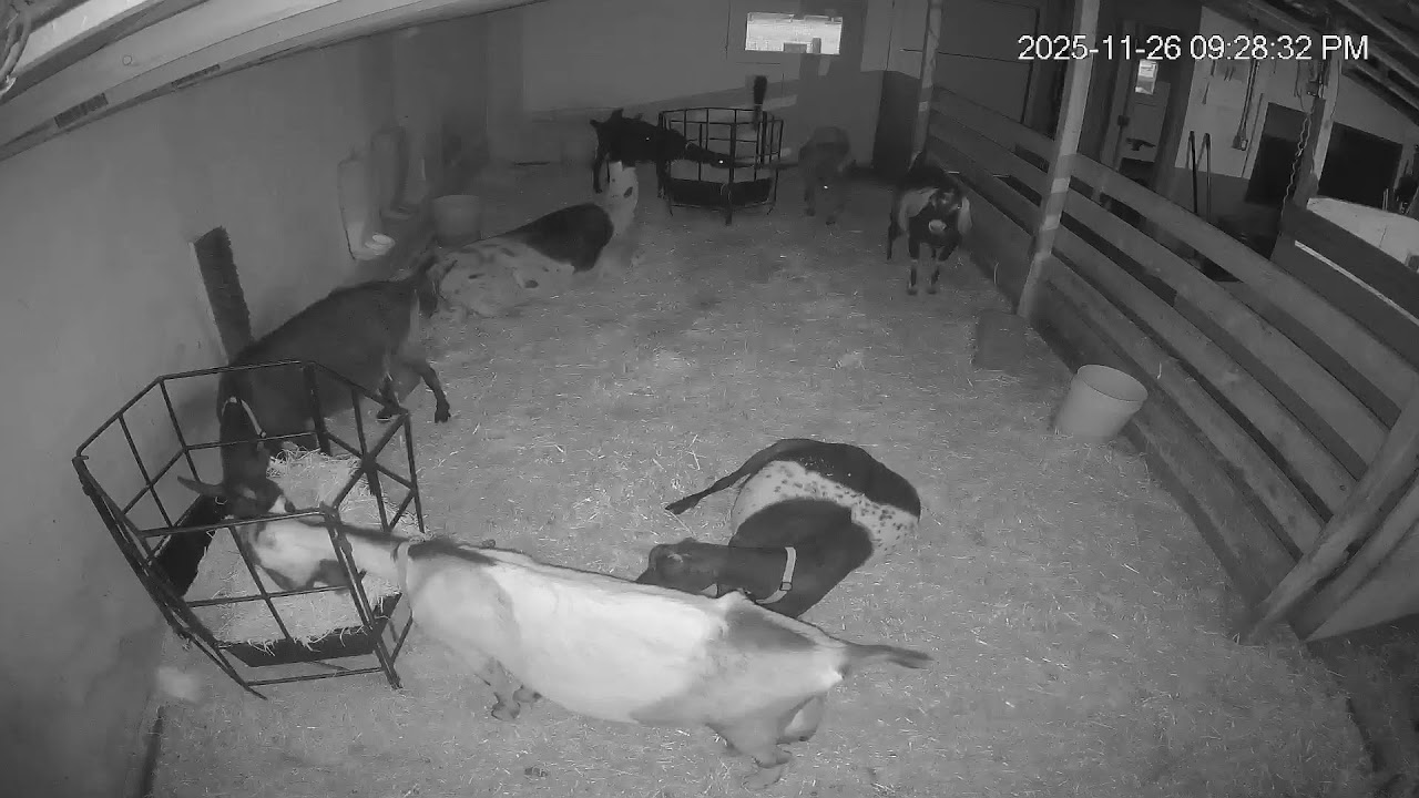 Growing Gardens Goat Dairy Live Stream