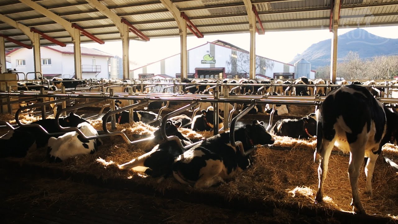 12 AÑOS CONTIGO, 12 URTE ZUREKIN