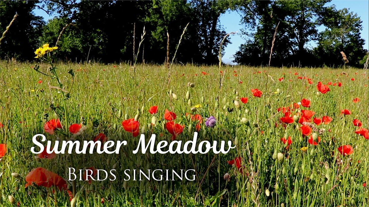 Relaxing Wildflower Meadow | Summer Ambience with Birdsong, for Relaxation and Meditation (1 Hour)
