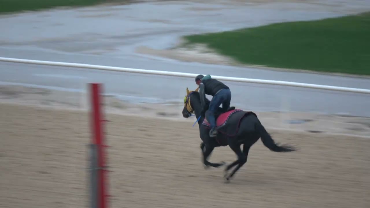 thunder horses