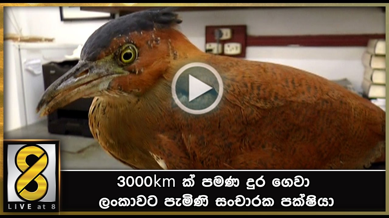 කිලෝමිටර් 3000 ක් පමණ දුර ගෙවා ලංකාවට පැමිණි සංචාරක පක්ෂියා