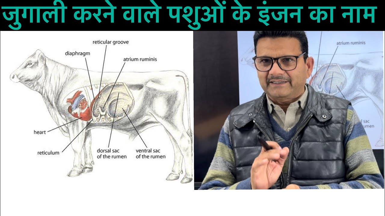Impaction of rumen l Bloat l Anorexia l dr Umar Khan