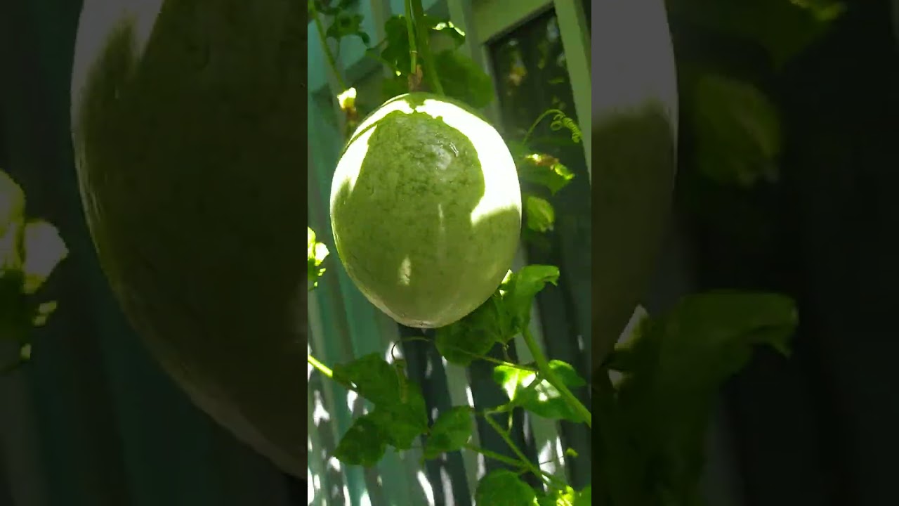 COMO ESTÁ LINDO MINHA PLANTAÇÃO DE MARACUJÁ 