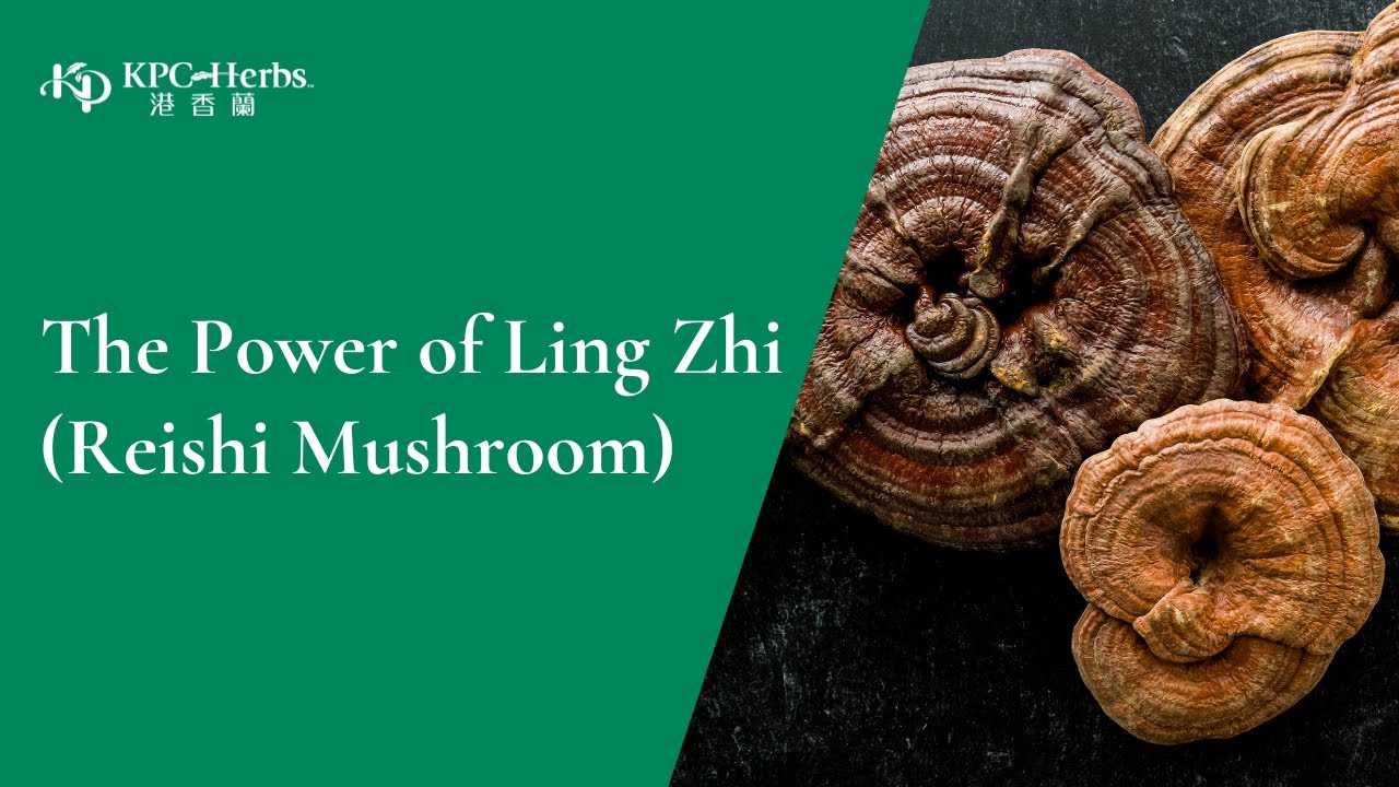 The Power of Ling Zhi | Reishi Mushroom