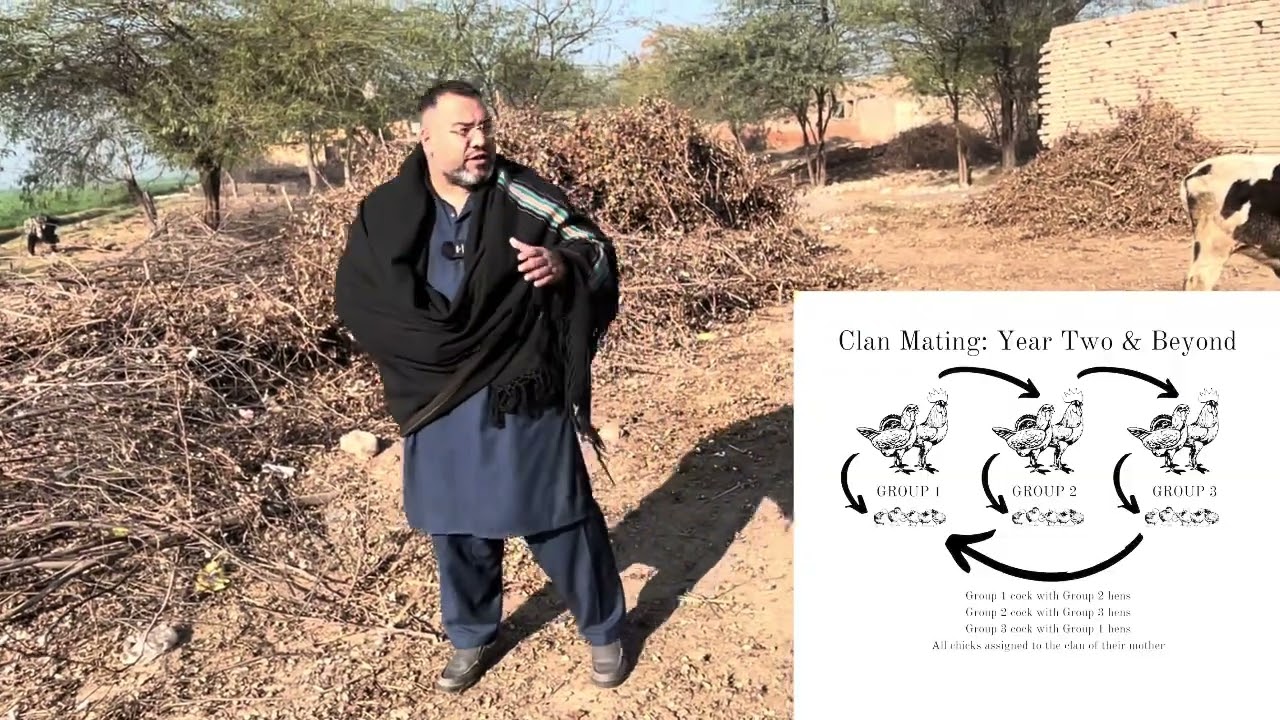 Clan Breeding Explained | Pure Bloodline Power 🔥 | Full Truth Revealed | KOAL ASEEL