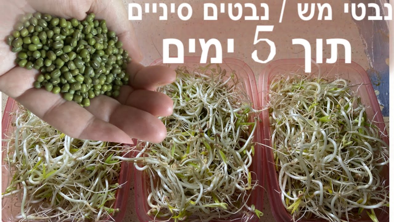 גידול נבטי מש / נבטים סיניים בצנצנת / Mung bean