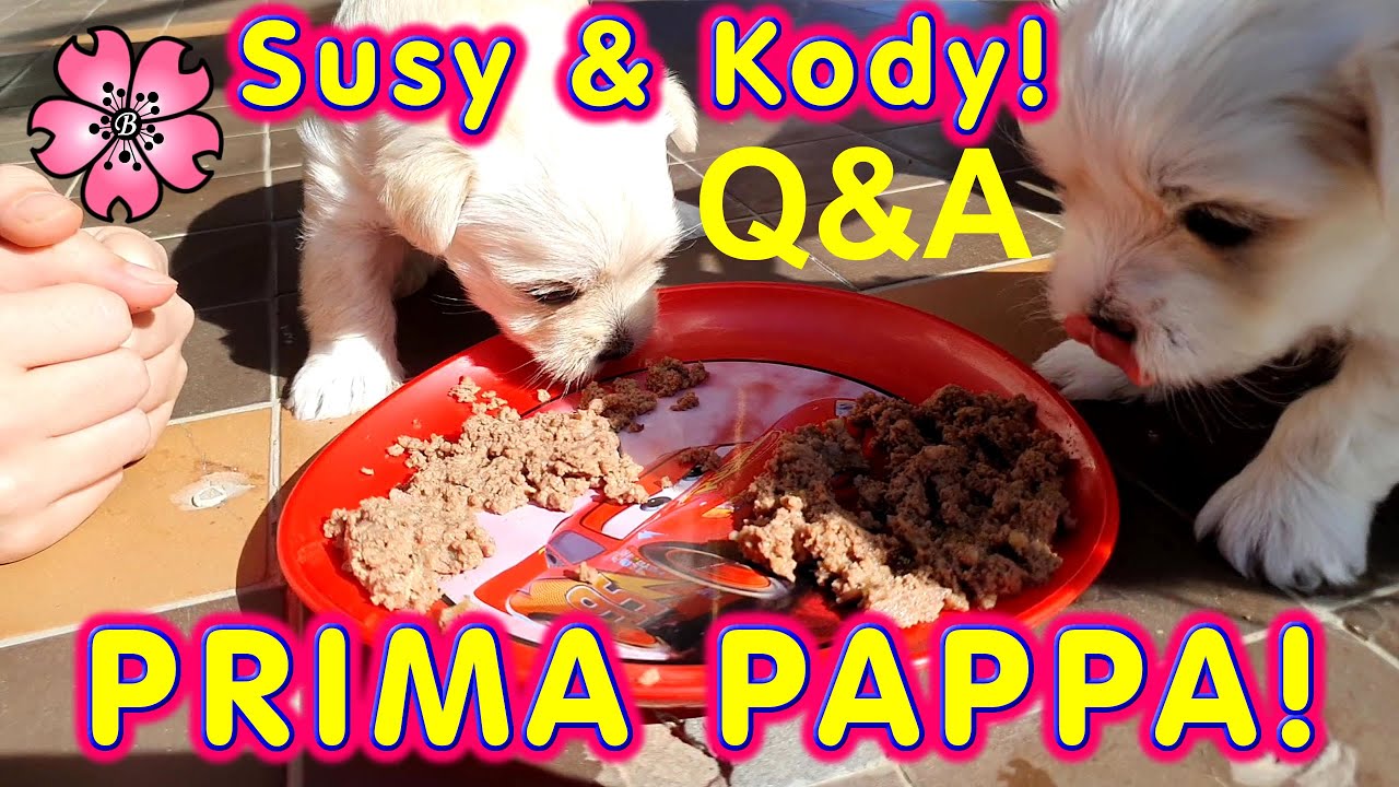 LA PRIMA PAPPA dei nostri CUCCIOLI! Nuovo Q&A di SUSY e KODY Svezzamento cuccioli.