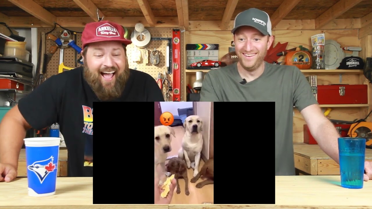 Funniest Dogs and Cats from TikTok #52 Reaction Video