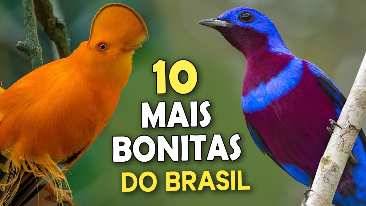 As 10 AVES MAIS BONITAS DO BRASIL