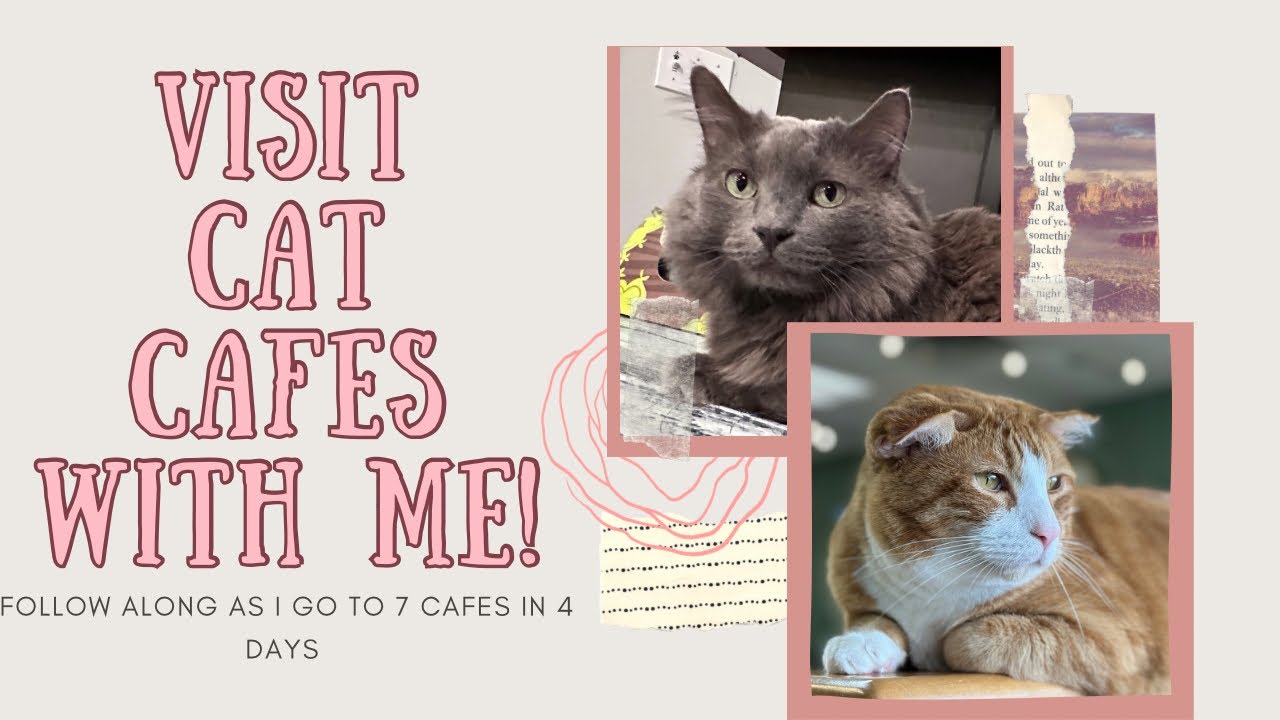 VISIT CAT CAFES WITH ME! : 7 Cafes in 4 Days 😻