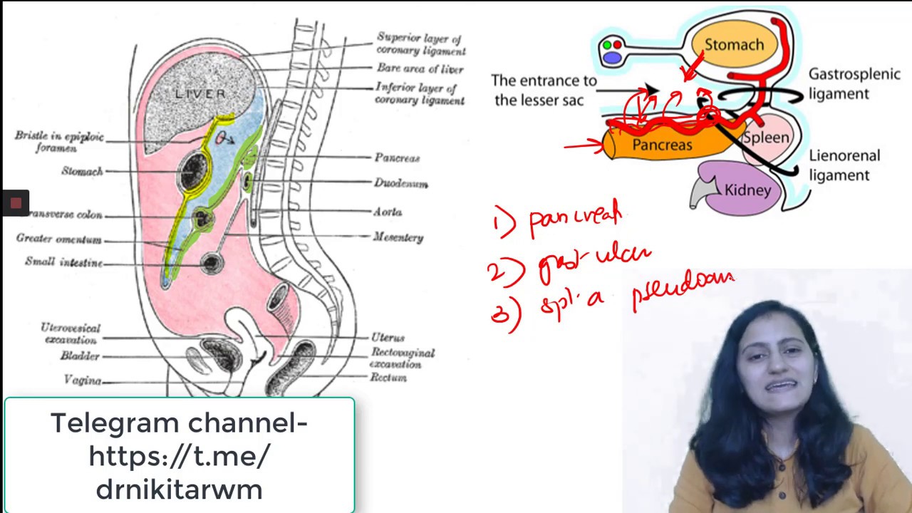 Lesser sac anatomy and relations made easy| NEETPG| AIIMS| Dr.Nikita Nanwani