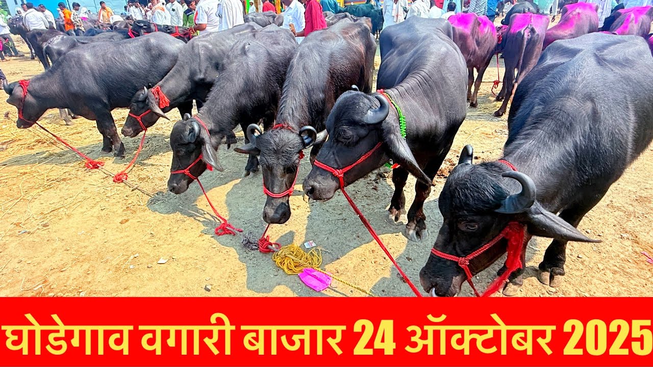 घोडेगाव वगारी बाजार live 🔴 24 ऑक्टोबर 2025 || Ghodegaon Jafarabadi, Murrah Vgari Bajar #buffalo 