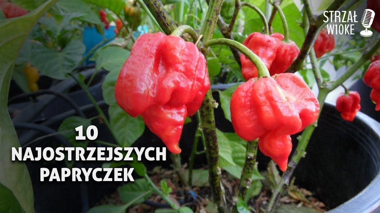 10 Najostrzejszych papryczek