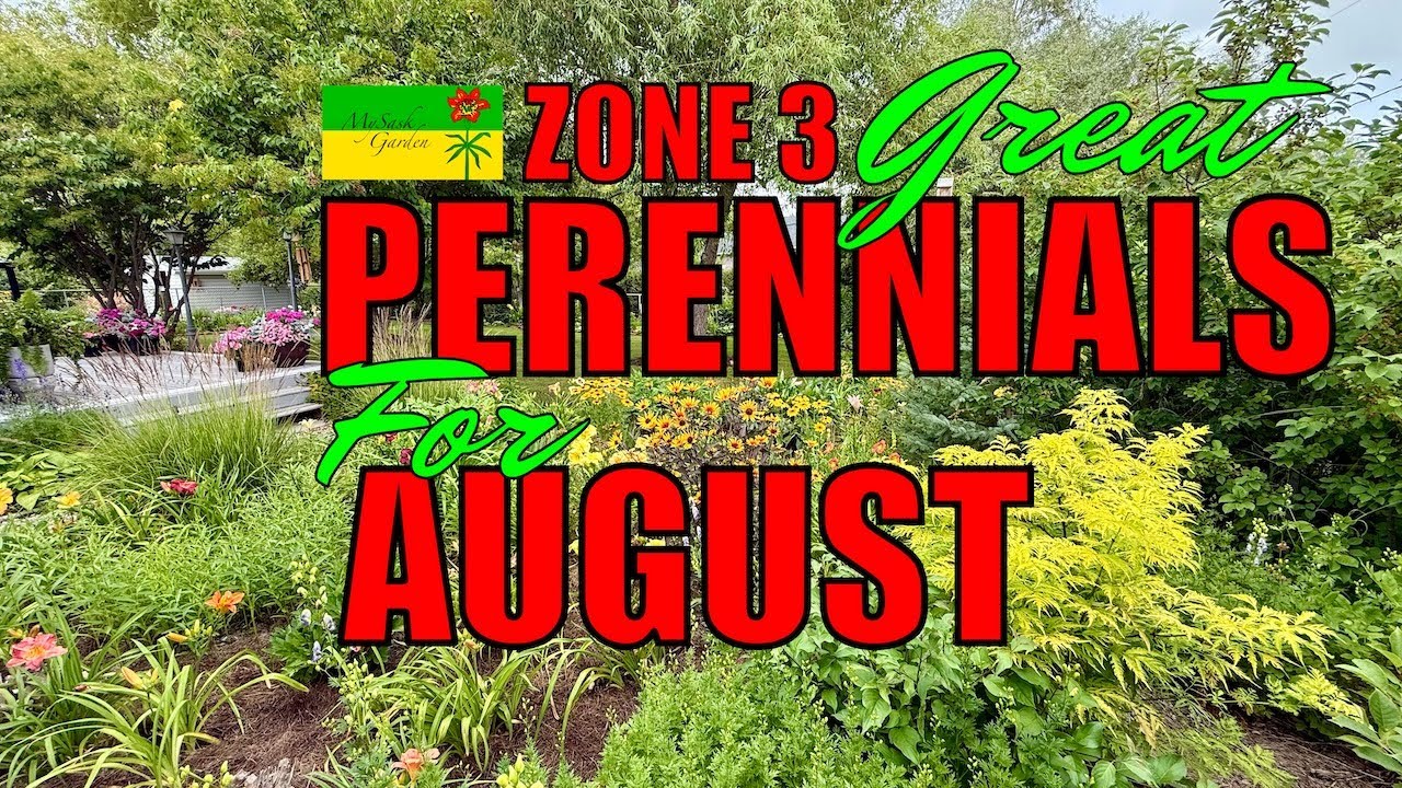Zone 3: Top 10 August Perennials