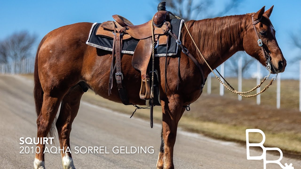 Squirt-Beaver Ranch-Ranch Horse Deluxe-Cow Horse-Quiet & Gentle-Family Friendly