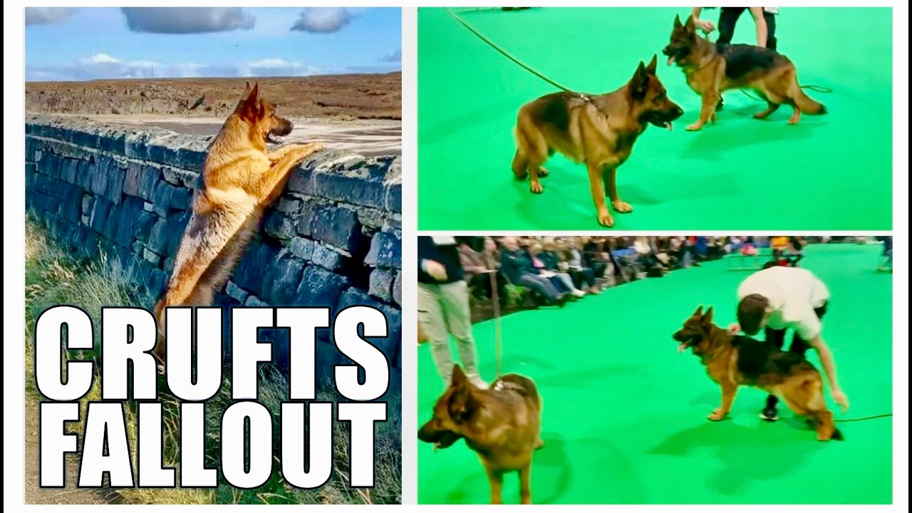 Очередной скандал вокруг выставки Crufts и проблемы с немецкими овчарками.