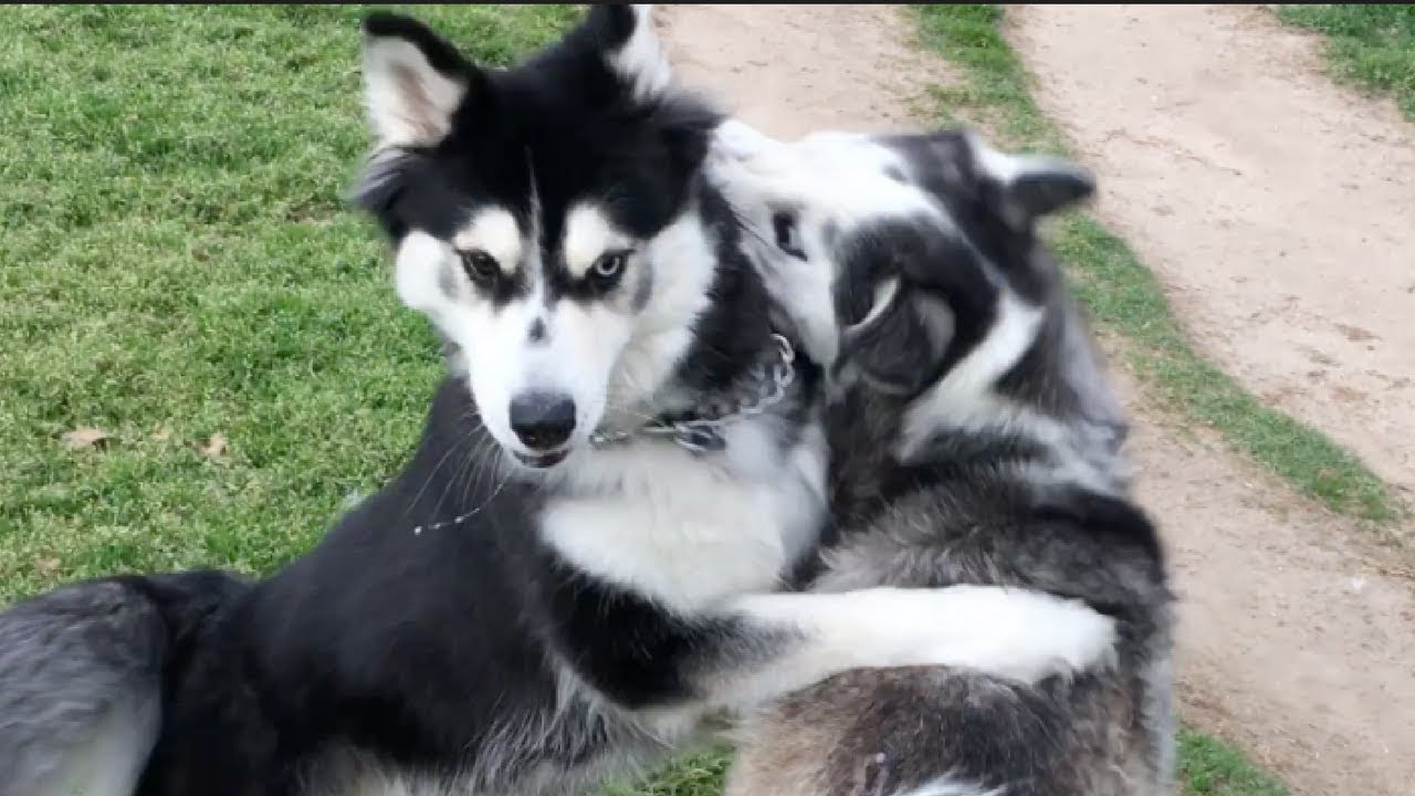 Husky Turns the Other Cheek on Aggressive Malamute