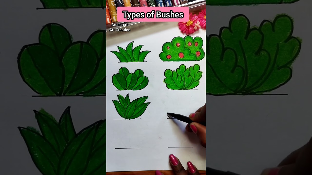 Types of Bushes Drawing / Bushes Drawing #shorts #youtubeshort #shortvideo #drawing #art