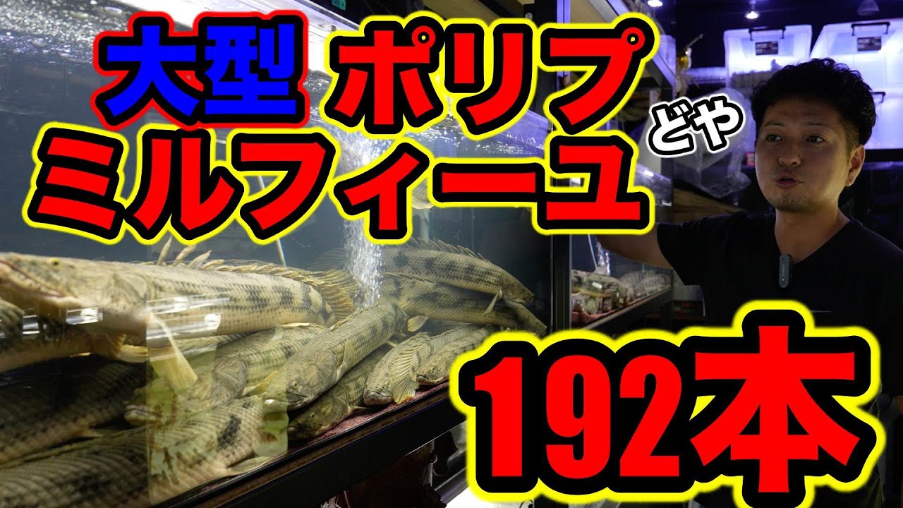 驚愕の質量⚡️お店を埋め尽くす！巨大ポリプ軍団　タンガニーカ湖　コンギクス192本　関東最大アクアリウムショップ　『ベイサイドアクア』