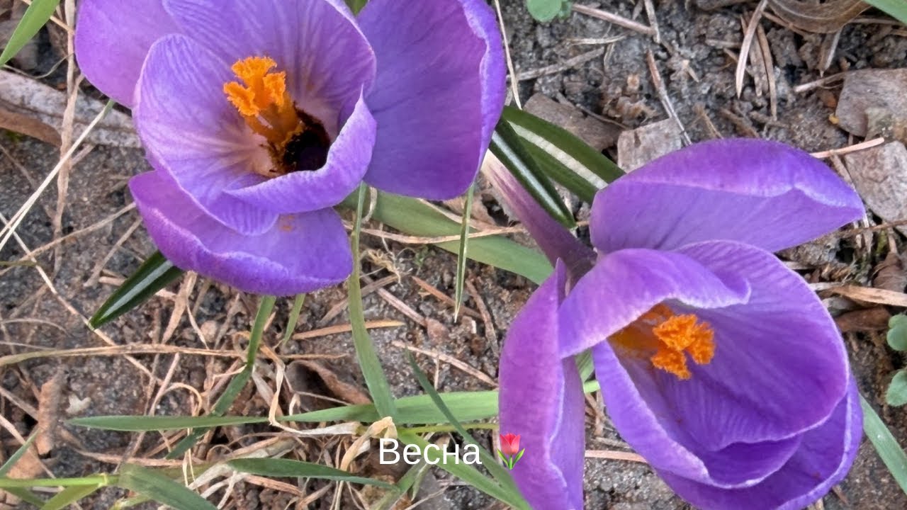 Мое утро во Вроцлаве!Салат,вода с медом  и разговор о настоящих чувствах.