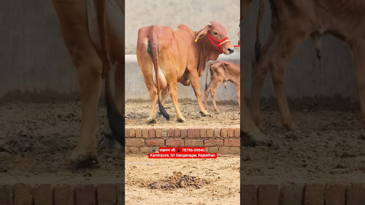 16 Letter Milk Top Class Sahiwal Cow For Sale 👌 New Rao Ji Dairy Farm #trending #sahiwal #cow #top