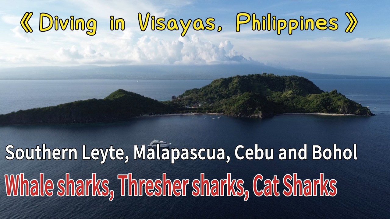 《Diving in Philippines》Southern Leyte, Malapascua, Cebu & Bohol Whale sharks, Thresher sharks!