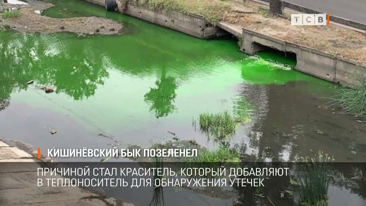 Кишинёвский Бык позеленел