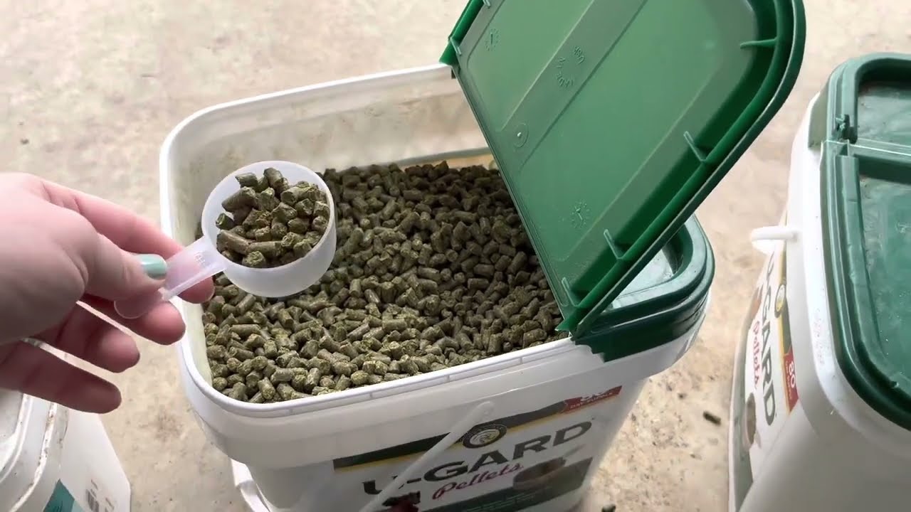 My Feed Routine For My Horse!