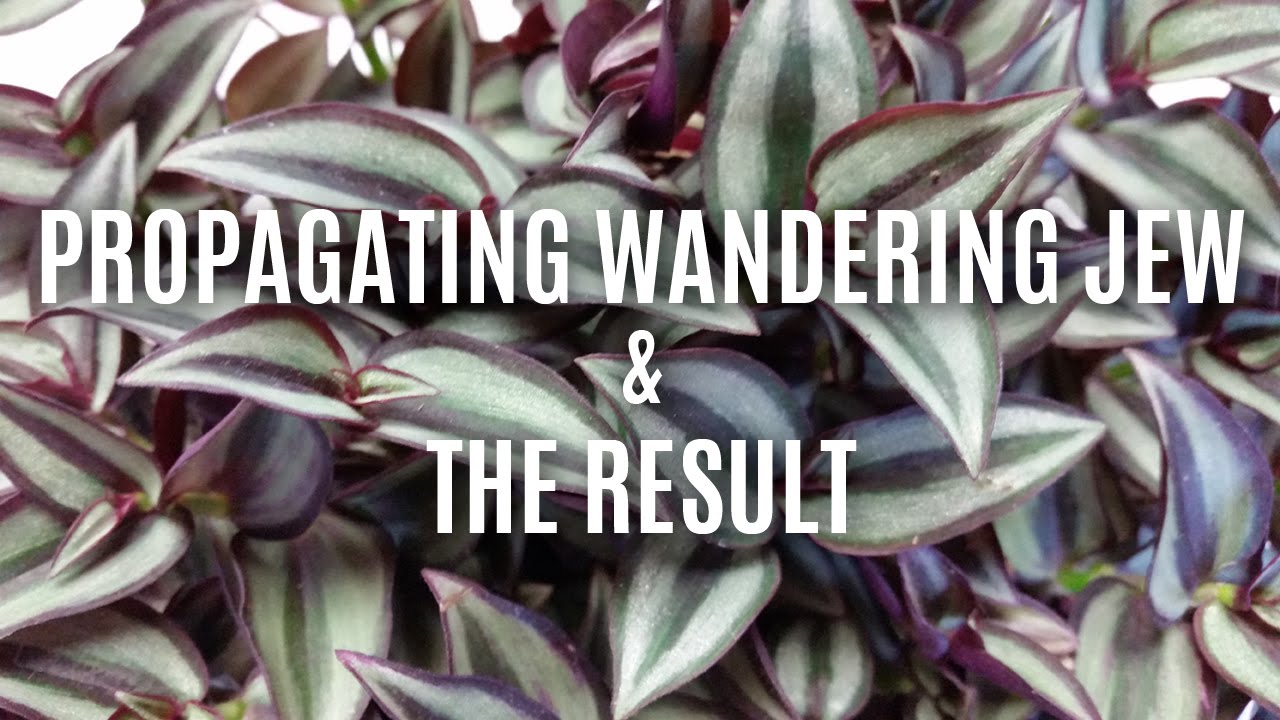 Propagating Wandering Jew & the Result