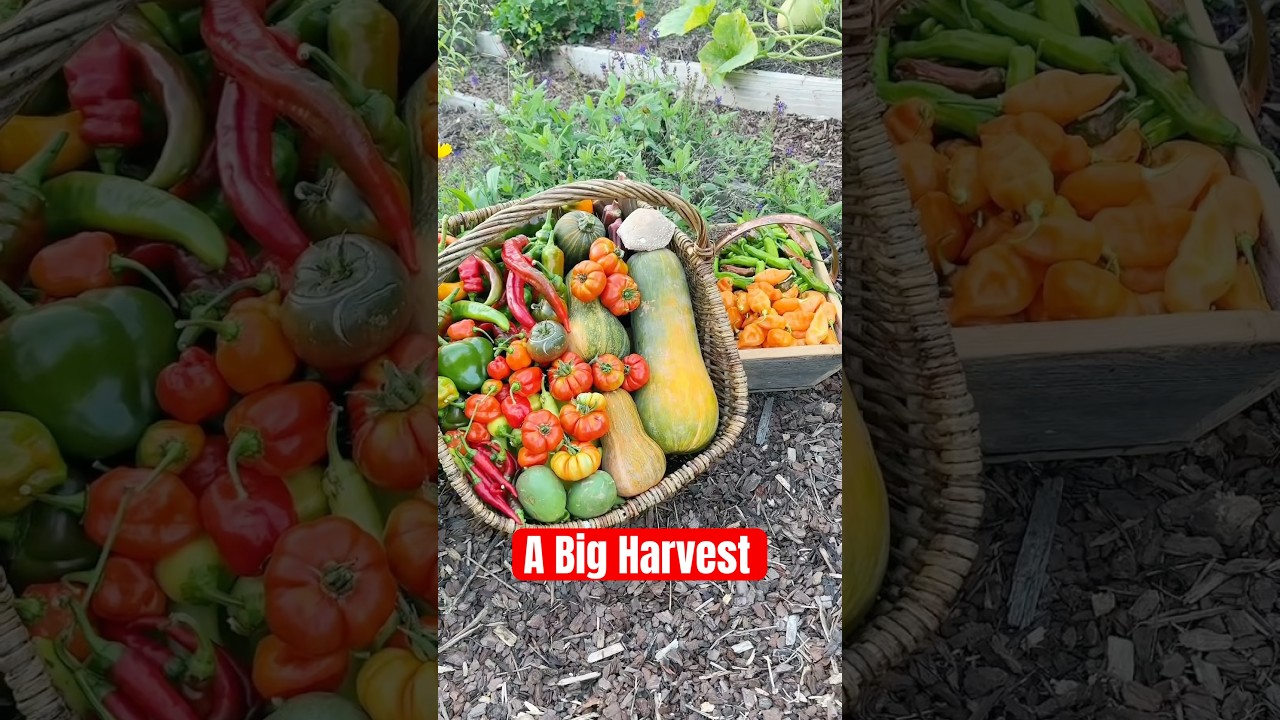 Such a big #harvest from the #garden! 🤩 #farming #abundance