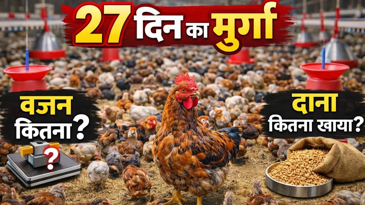 27 Din Ka FFG & FFFG Chicken | Weight, Feed Consumption Aur Growth | Poultry Farming Tips