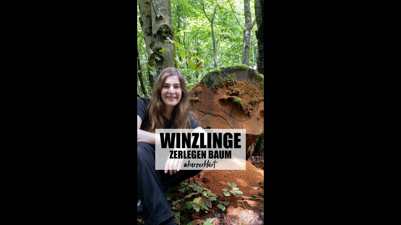 Winzlinge | zerlegen Baum 