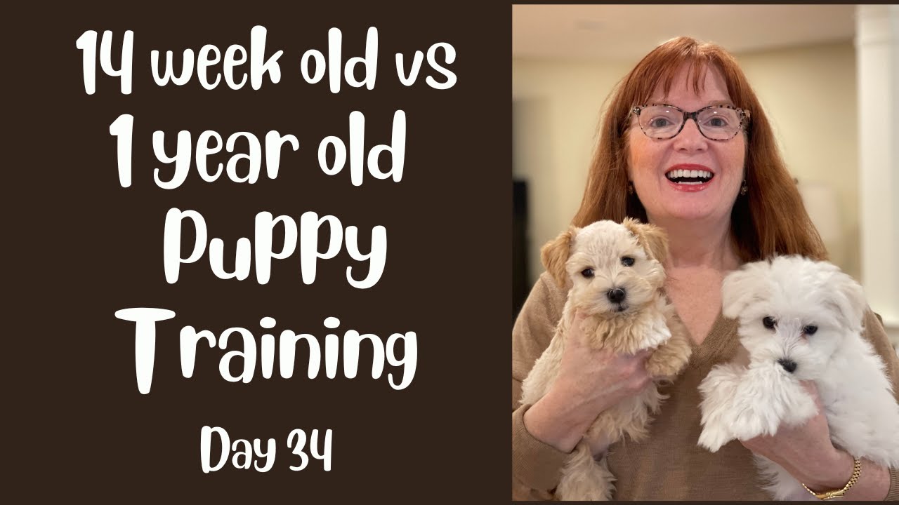 Puppy Training a 14 Week Old Puppy + 1 Year Old Inspires Us -  Day 34