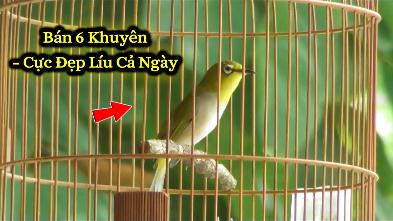 23.9 - Chia Lại AE 6 Chú Chim Khuyên Đẹp Thuần / Líu Chơi Cả Ngày, Giá Hợp Lý