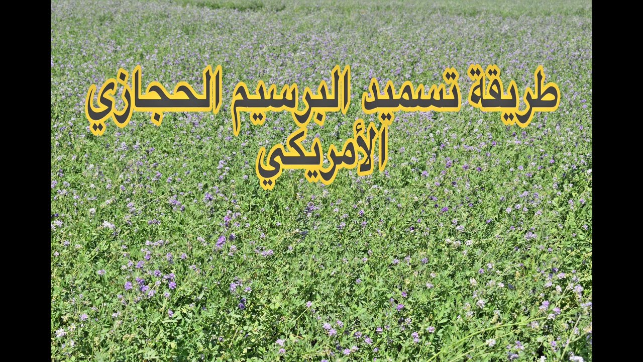 تسميد البرسيم الحجازي الأمريكي