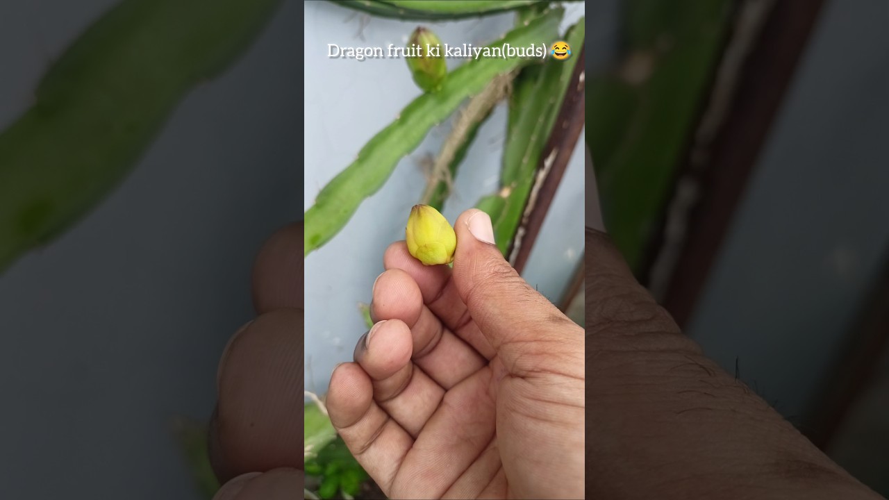 Dragon fruit buds 😂 #plantperfect #gardening #vishgarden #dragonfruit #uttarakhand #plants #flower