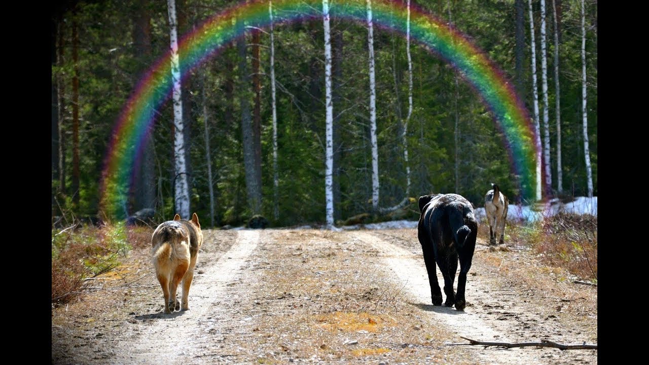 I will always be with you (A song about pet loss ) To my 3 angel dog's