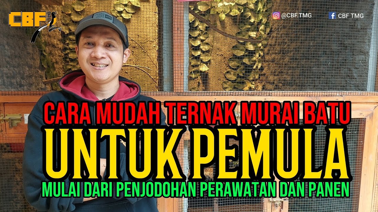 CARA MUDAH TERNAK MURAI BATU UNTUK PEMULA, MULAI DARI PENJODOHAN, PERAWATAN DAN PANEN